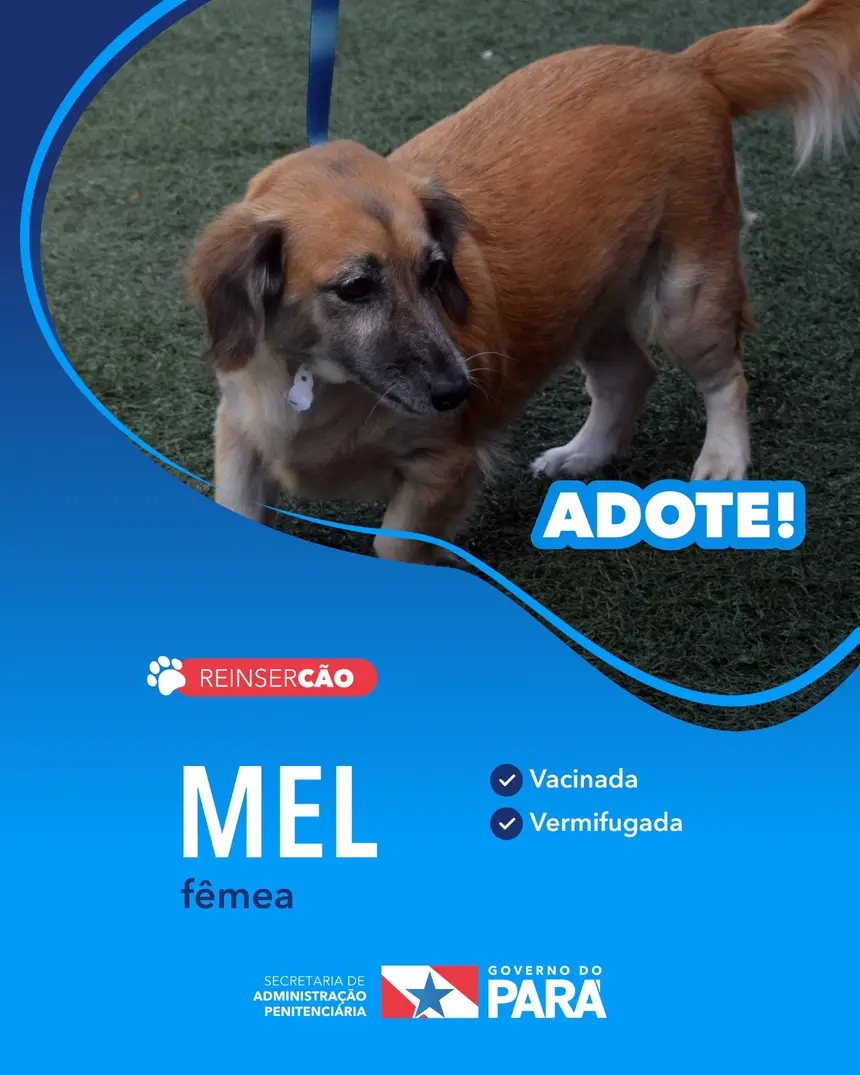 Projeto "ReinserCão" promove adoções de cães