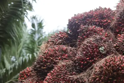 notícia: Adepará alerta produtores sobre o período de atualização cadastral da palma de óleo no Pará