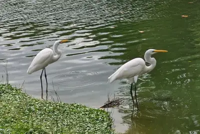 notícia: Mangal das Garças celebra 21 anos com programação gratuita e novo mapa ilustrado