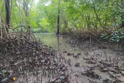 notícia: Período do defeso do caranguejo-uçá em 2026 começa em fevereiro
