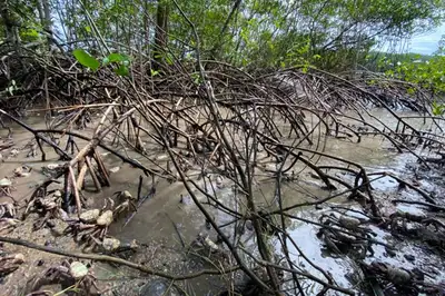 notícia: Semas realiza fiscalização de cumprimento do defeso do caranguejo-uçá em Belém