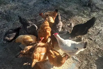 notícia: Apoio da Emater transforma para melhor a vida de mulheres rurais em Breves no Marajó