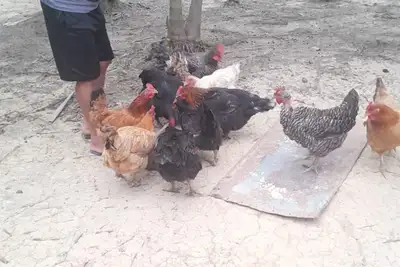 notícia: Apoio da Emater transforma para melhor a vida de trabalhadoras rurais em Breves