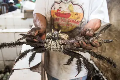 notícia: Estado reforça importância do período de defeso do caranguejo-uçá na proteção aos manguezais no Pará