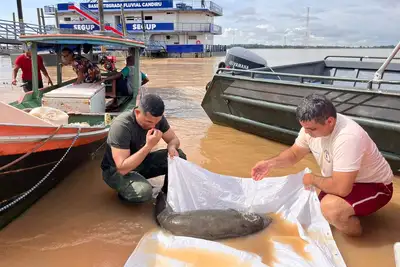 notícia: Em Óbidos, equipes da Base Fluvial Integrada Candiru resgatam filhote de peixe-boi