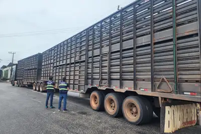notícia: Sefa apreende gado subfaturado e carga de bebidas sem nota no Nordeste paraense