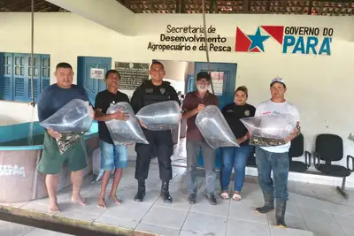 notícia: Sedap repassa sete mil alevinos de tambaqui oriundos da Estação Santa Rosa localizada em Santarém 