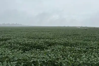 notícia: Adepará alerta produtores para prazo final da atualização cadastral da soja 2025/2026