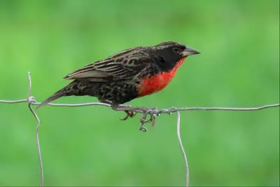 notícia: ’Vem Passarinhar Belém’ convida à conexão com a natureza no Parque Estadual do Utinga