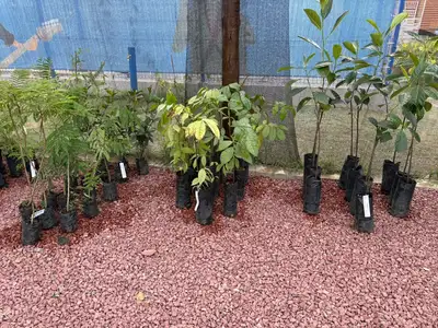 notícia: Ideflor-Bio apoia educação e recuperação ambiental com viveiro de mudas na UsiPaz de Itaituba