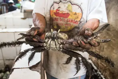 notícia: Defeso do caranguejo-uçá inicia 3º ciclo no Pará com reforço na fiscalização e apelo à conscientização