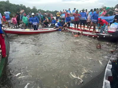 notícia: Abertura da pesca do mapará em Abaetetuba marca fim do defeso e reforça manejo sustentável com Acordo de Pesca