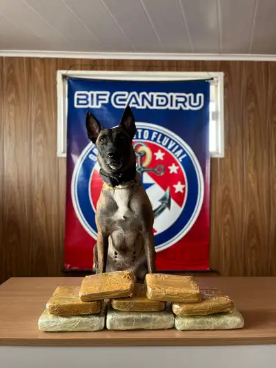 notícia: Fiscalização em Óbidos apreende 8,5kg  de drogas em embarcação