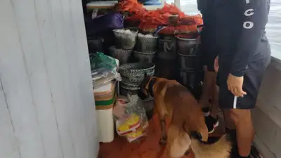 notícia: Policiais da Base Fluvial Candiru identificam transporte irregular de mais de 50 toneladas de açaí