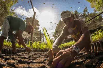 notícia: Bioeconomia movimenta R$ 13,5 bilhões e reforça papel da sociobiodiversidade na economia do Pará