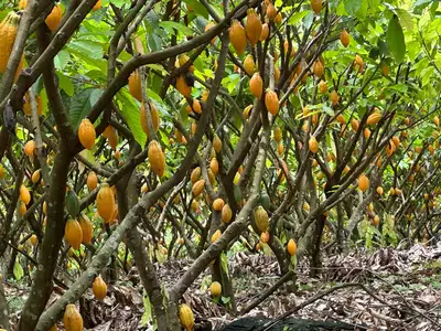 notícia: Produtividade do cacau do Pará é a maior do Brasil e uma das maiores do mundo, mostra relatório de previsão de safra