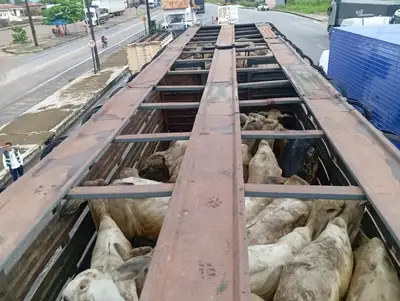 notícia: Secretaria da Fazenda (Sefa) apreende gado em Cachoeira do Piriá e em Dom Eliseu 