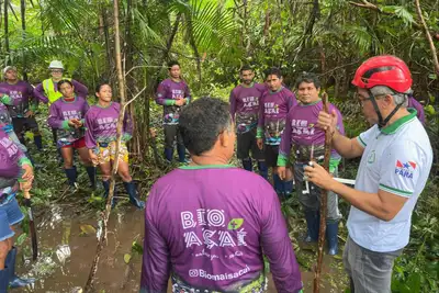 notícia: Emater capacita extrativistas em oficina de manejo de açaizal, em Afuá 