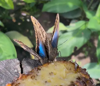 notícia: Borboletário do Mangal das Garças tem diversas espécies, como a bela Olho-de-Coruja