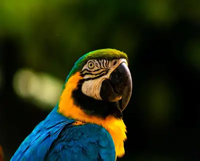 notícia: 'Vem Passarinhar Belém' incentiva contato com a biodiversidade amazônica no Parque do Utinga