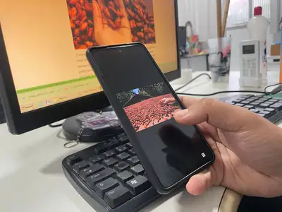 notícia: Edital seleciona propostas de fortalecimento das cadeias do cacau e do açaí no Pará