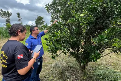 notícia: Adepará treina equipes para uso de aplicativo que reforça o monitoramento da mosca-da-carambola no Pará