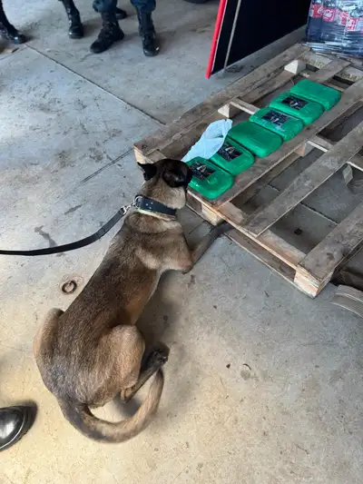 notícia: Operação 'Maré de Ferro' apreende mais de 280 quilos de entorpecentes, armas e munição