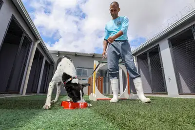 notícia: Projeto “ReinserCão” promove reabilitação de animais e capacitação de internos no sistema penitenciário