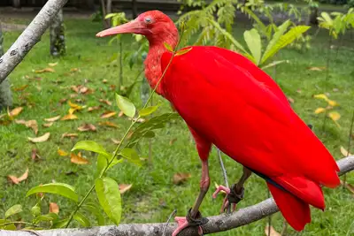 notícia: Programação especial no Mangal das Garças une educação ambiental e atividades infantis neste domingo (26) 
