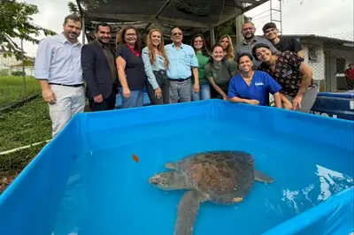 notícia: Tartaruga marinha resgatada em Salinópolis, com o apoio do Estado, retorna ao mar no Pará