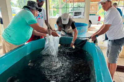 notícia: Governo do Pará fortalece a piscicultura com distribuição de 100 mil alevinos a produtores de Uruará