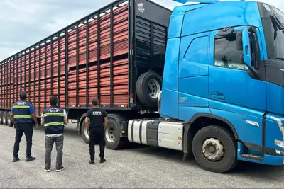notícia: Sefa apreende gado e autopeças por irregularidades fiscais no Pará