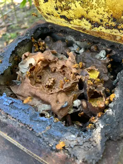 notícia: Mangal das Garças reforça preservação de abelhas sem ferrão no Dia Mundial das Abelhas