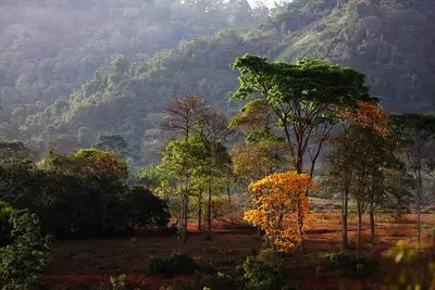 notícia: No Dia Internacional da Biodiversidade, governo do Pará impulsiona políticas públicas que unem proteção ambiental e geração de renda