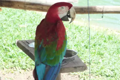 notícia: Animais do Parque Mangal das Garças participam de programação junina na sexta-feira (19)