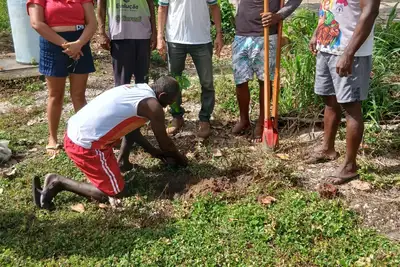 notícia: Pará ganhou 10 mil árvores de uma única vez nesta quarta-feira (17) em ação da Emater