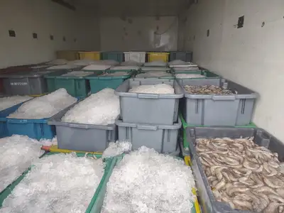 notícia: Sefa apreende 4,6 toneladas de camarão em Cachoeira do Piriá