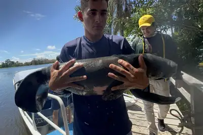 notícia: Filhotes de peixe-boi são resgatados no Baixo Amazonas e recebem apoio técnico da Semas