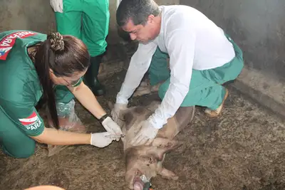 notícia: Adepará capacita servidores para nova etapa de inquérito sobre Peste Suína Clássica