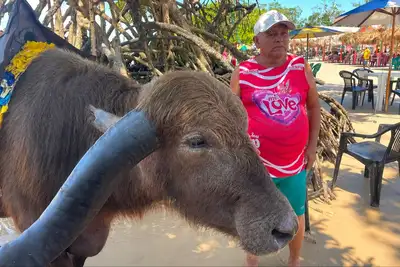 notícia: Búfalos impulsionam turismo e agroindústria familiar no Marajó
