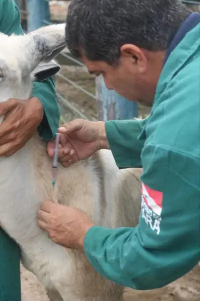 notícia: Adepará inicia campanha anual de vacinação obrigatória contra a raiva dos herbívoros no Marajó