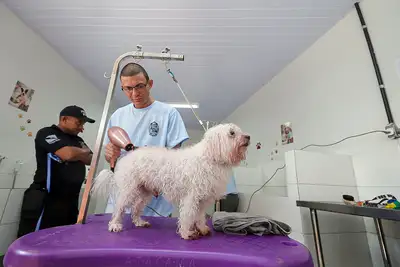 notícia: Participantes do projeto ReinserCão recebem certificado de qualificação profissional em banho e tosa