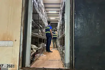 notícia: Sefa apreende 120 bovinos e perfumes importados em Cachoeira do Piriá