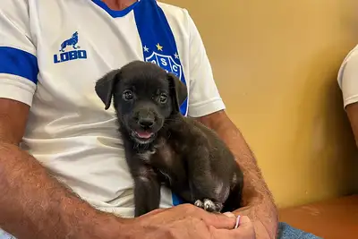 notícia: 'Projeto 'ReinserCão' incentiva adoção responsável de cães no Pará