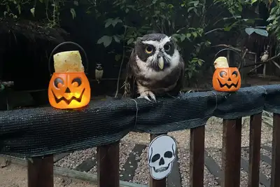 notícia: Halloween chega ao Mangal das Garças com enriquecimento ambiental para os animais